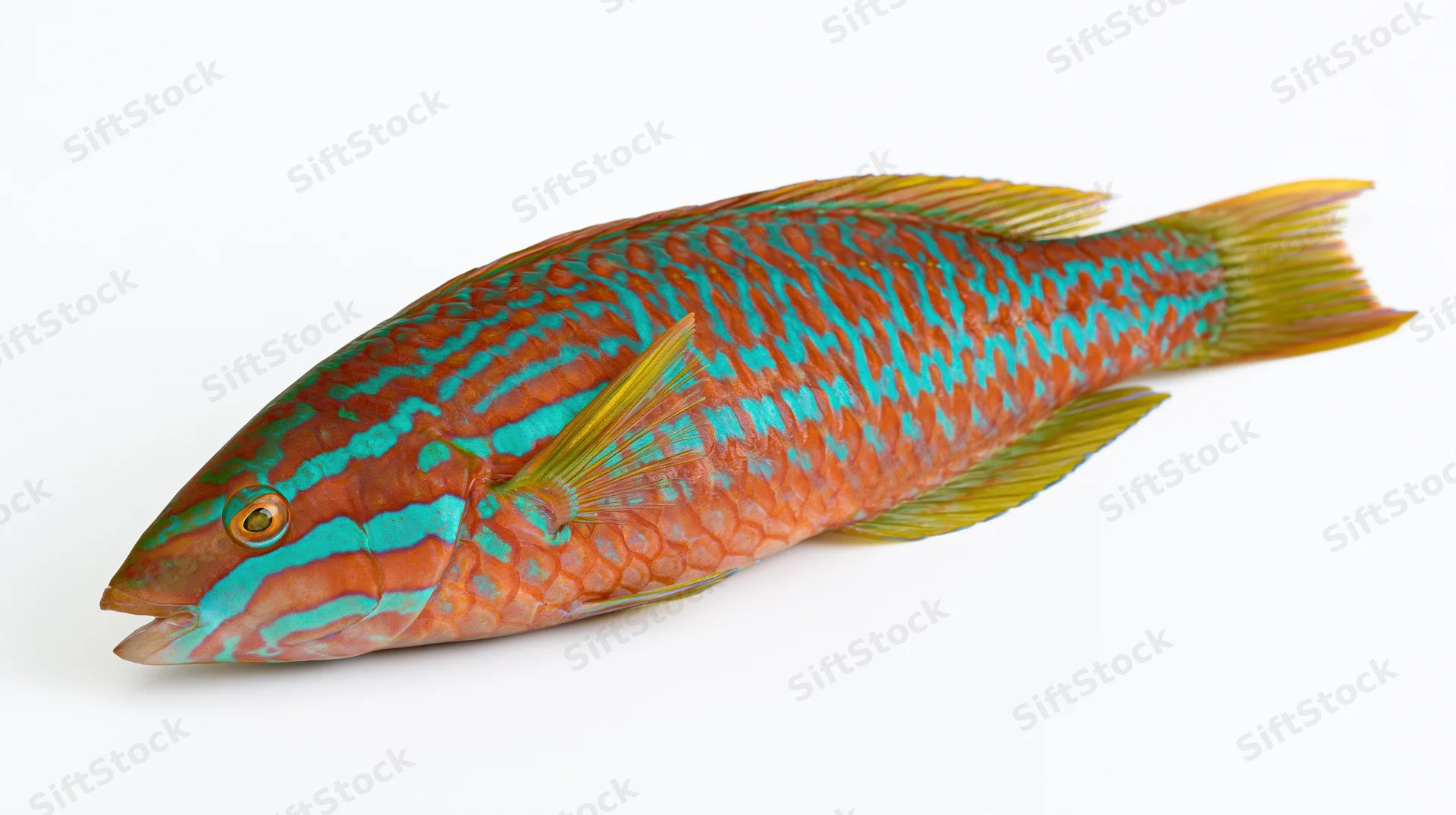 Tropical wrasse fish in full lateral profile against white background