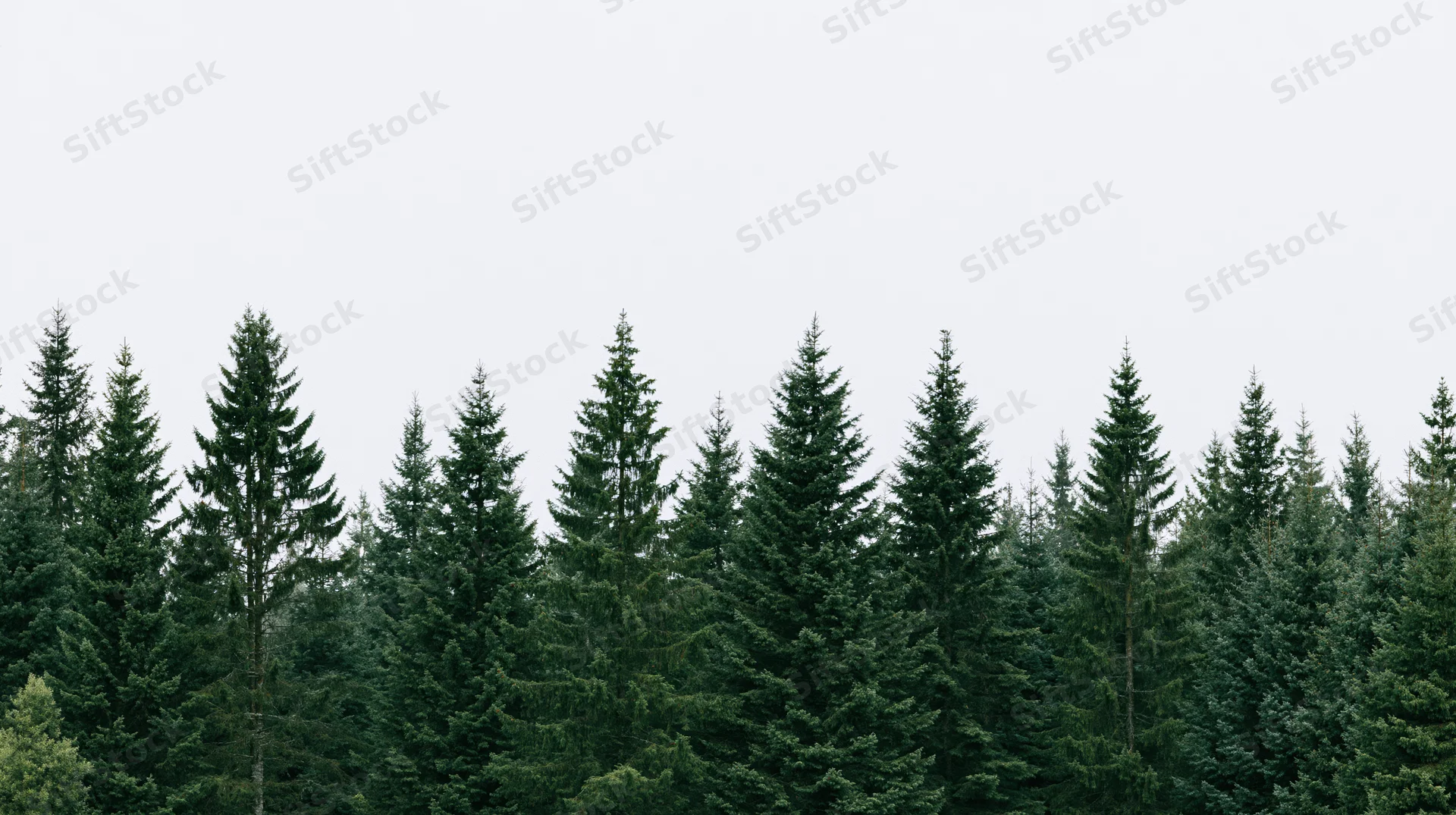 Row of tall spruce and fir trees forming a dense forest canopy against an overcast sky