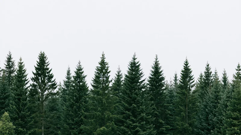 Row of tall spruce and fir trees forming a dense forest canopy against an overcast sky