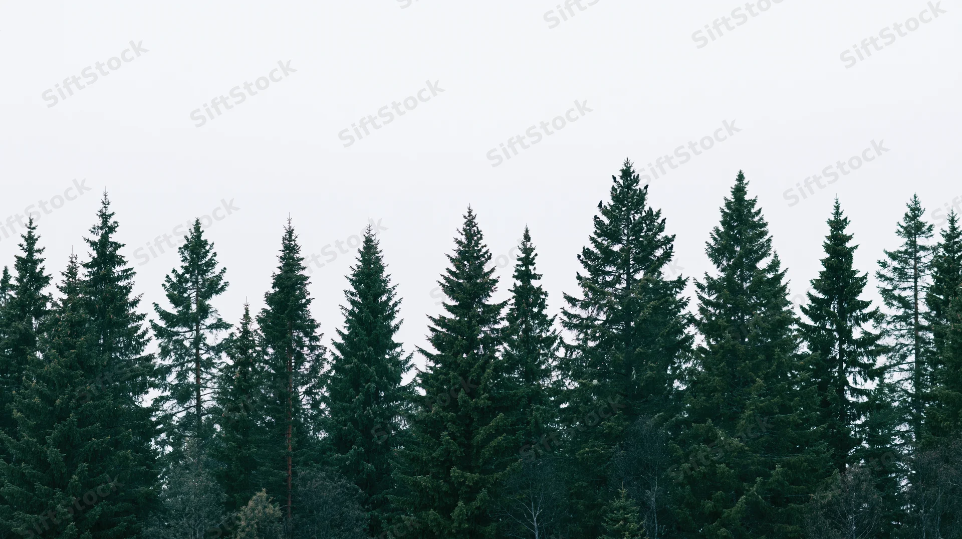 A row of tall spruce and fir trees forming a dense forest line against an overcast sky