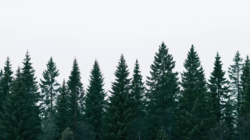 A row of tall spruce and fir trees forming a dense forest line against an overcast sky