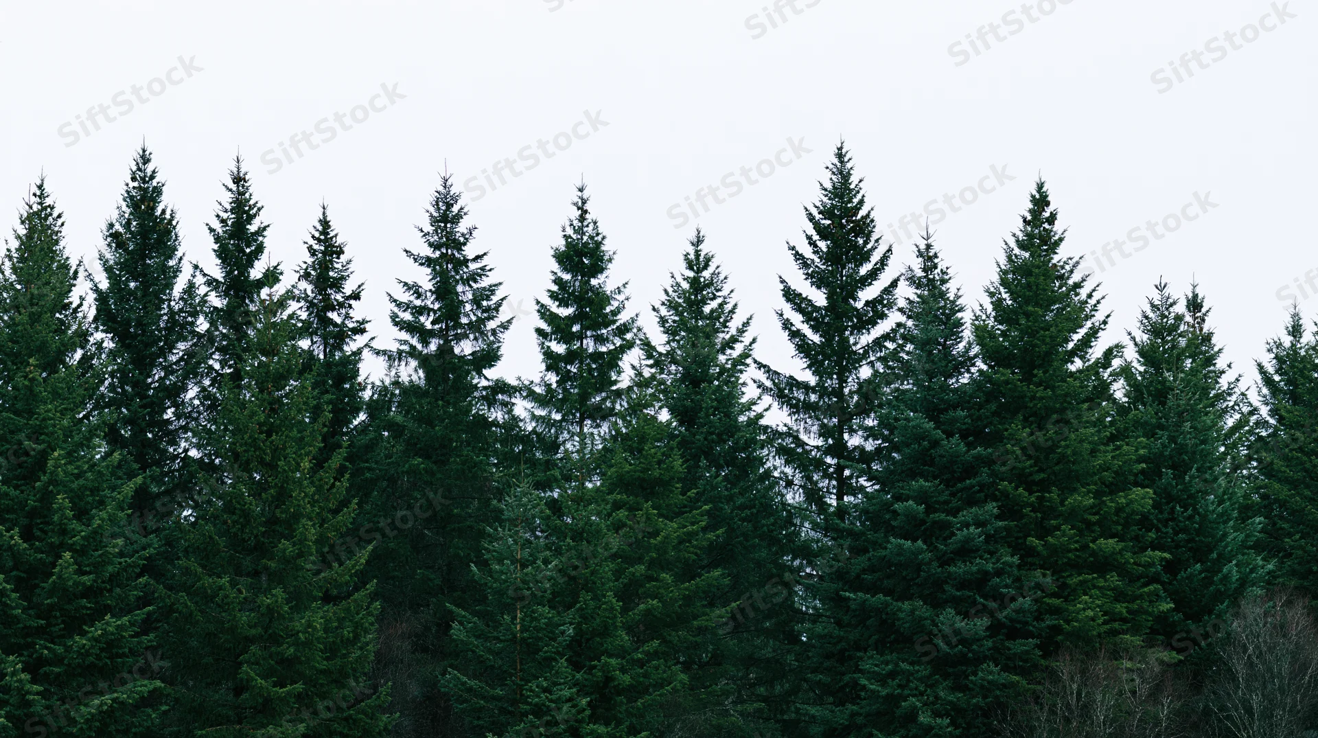 A row of tall spruce and fir trees forming a dense forest canopy against an overcast sky
