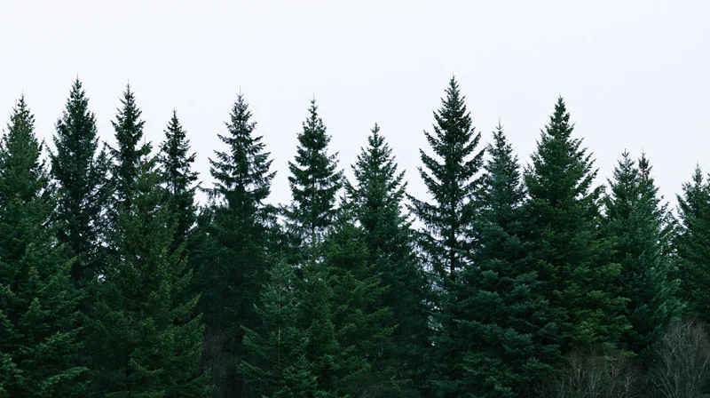 A row of tall spruce and fir trees forming a dense forest canopy against an overcast sky