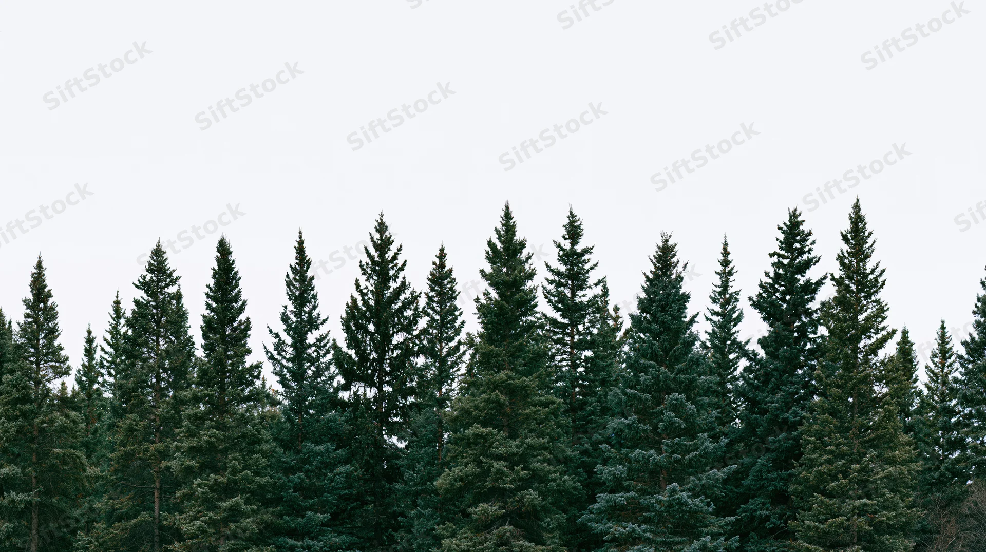 Row of tall spruce and fir trees forming a dense forest canopy against an overcast sky