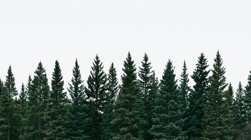 Row of tall spruce and fir trees forming a dense forest canopy against an overcast sky