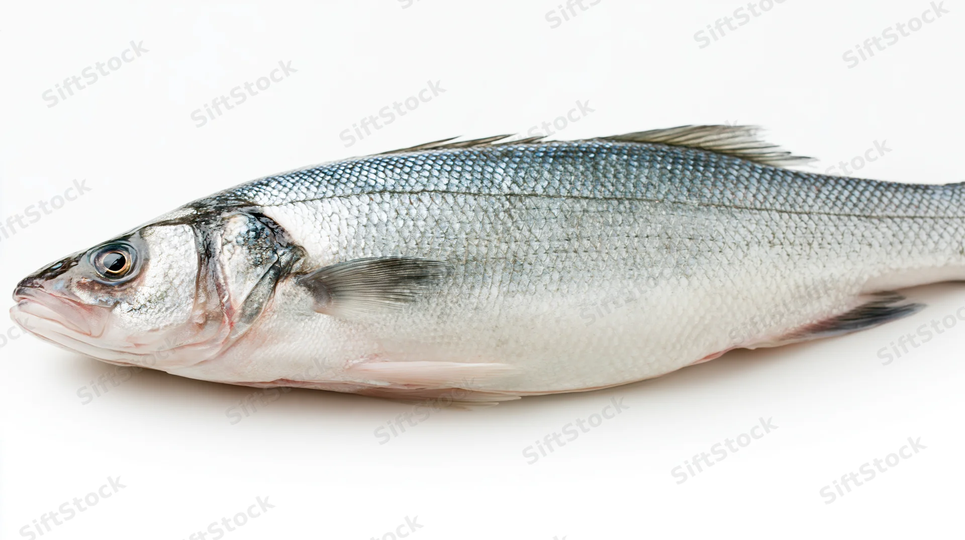 Whole fresh european sea bass lying on its side isolated on white background