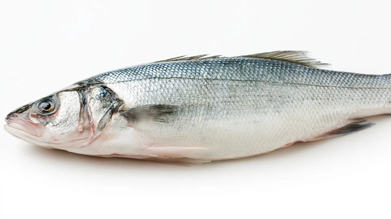 Whole fresh european sea bass lying on its side isolated on white background