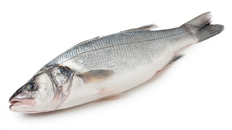 Whole fresh european sea bass lying on its side on white background