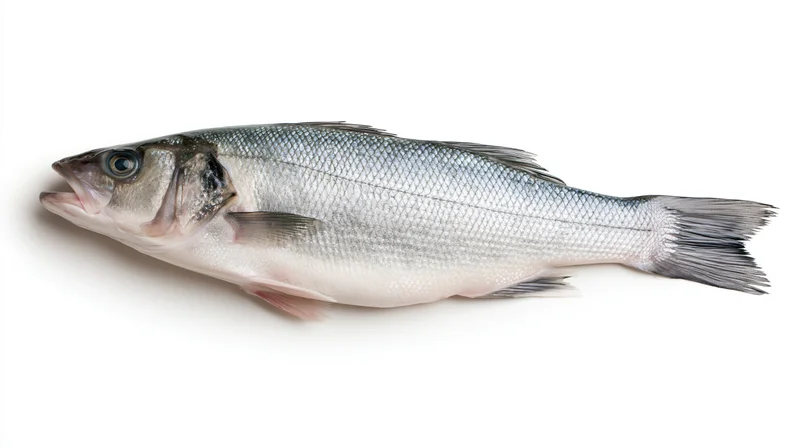 Whole fresh european sea bass lying on its side on white background