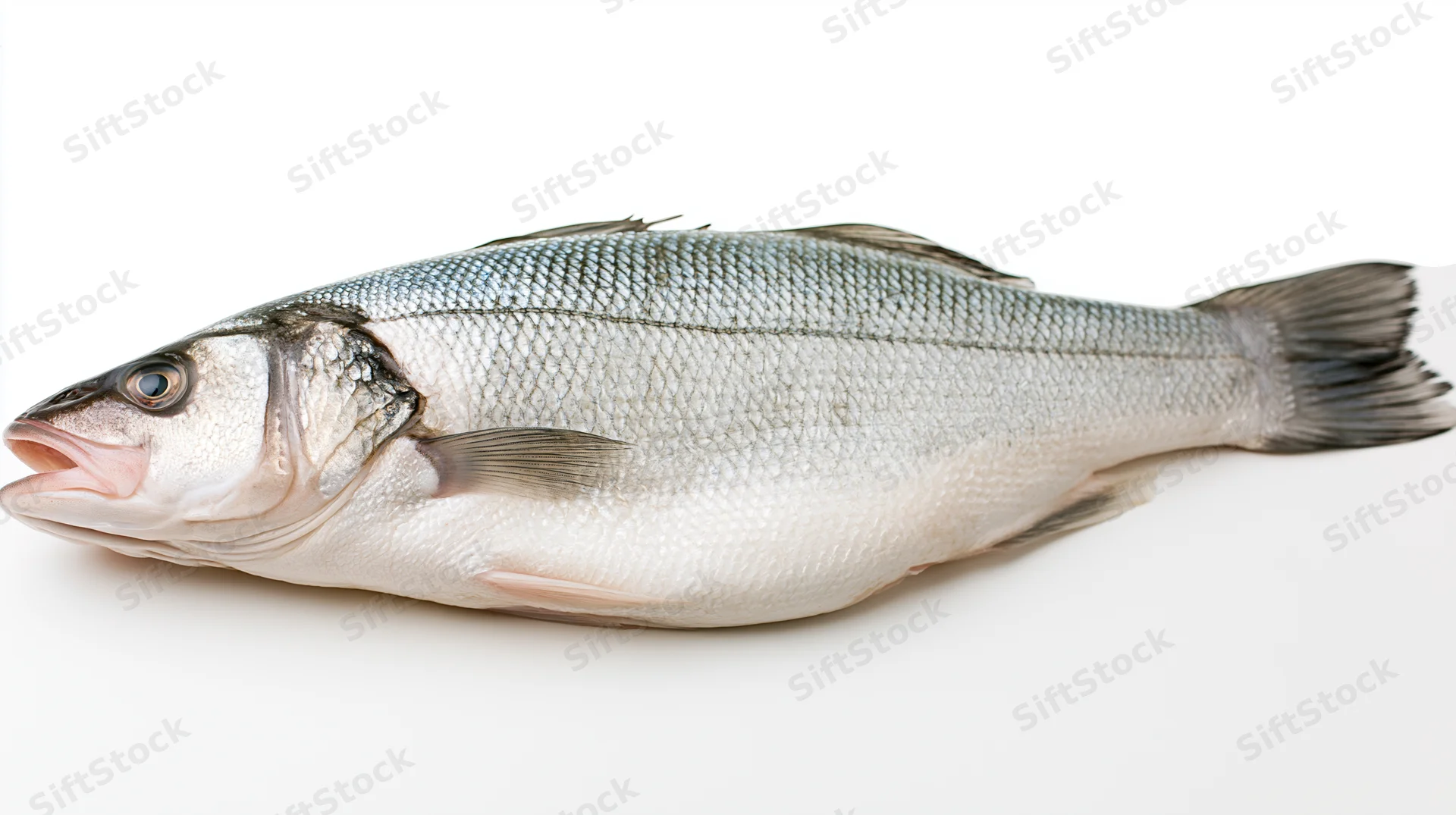 Whole fresh european sea bass lying on its side on white background