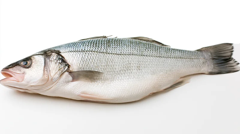 Whole fresh european sea bass lying on its side on white background