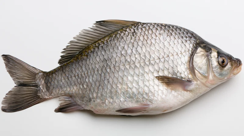 Whole fresh crucian carp fish lying on plain white surface
