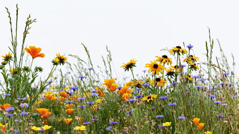 Wildflowers blooming in a meadow with california poppies and black-eyed susans among green grass