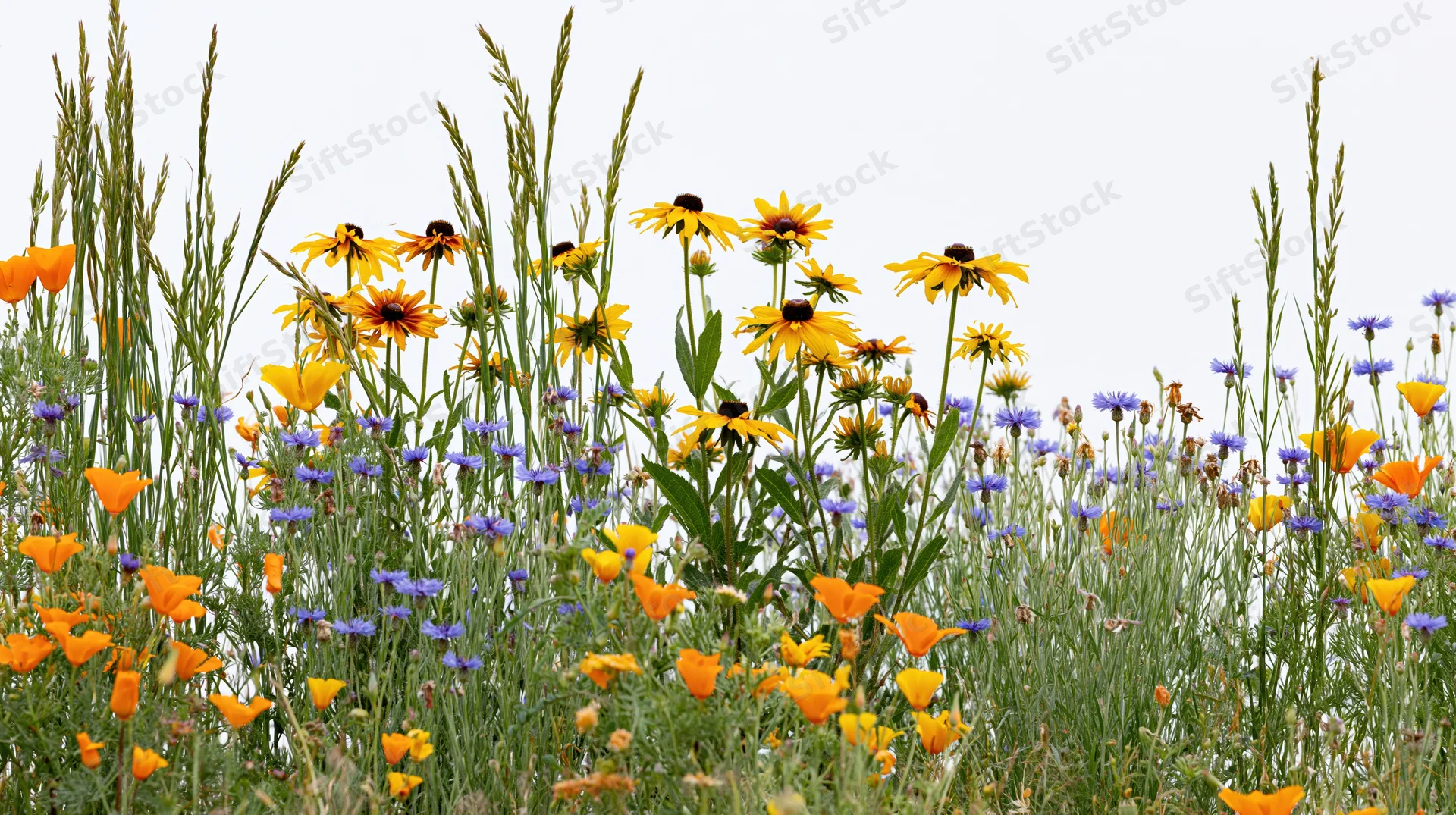 Wildflowers blooming in a meadow with california poppies and black-eyed susans among green grass