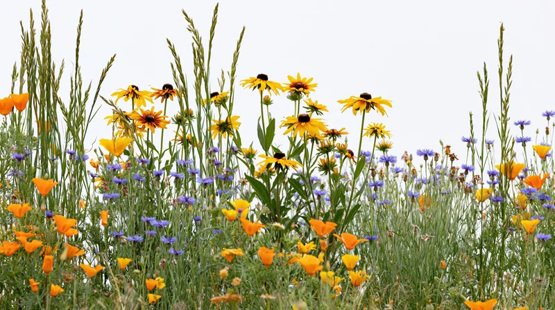 Wildflowers blooming in a meadow with california poppies and black-eyed susans among green grass