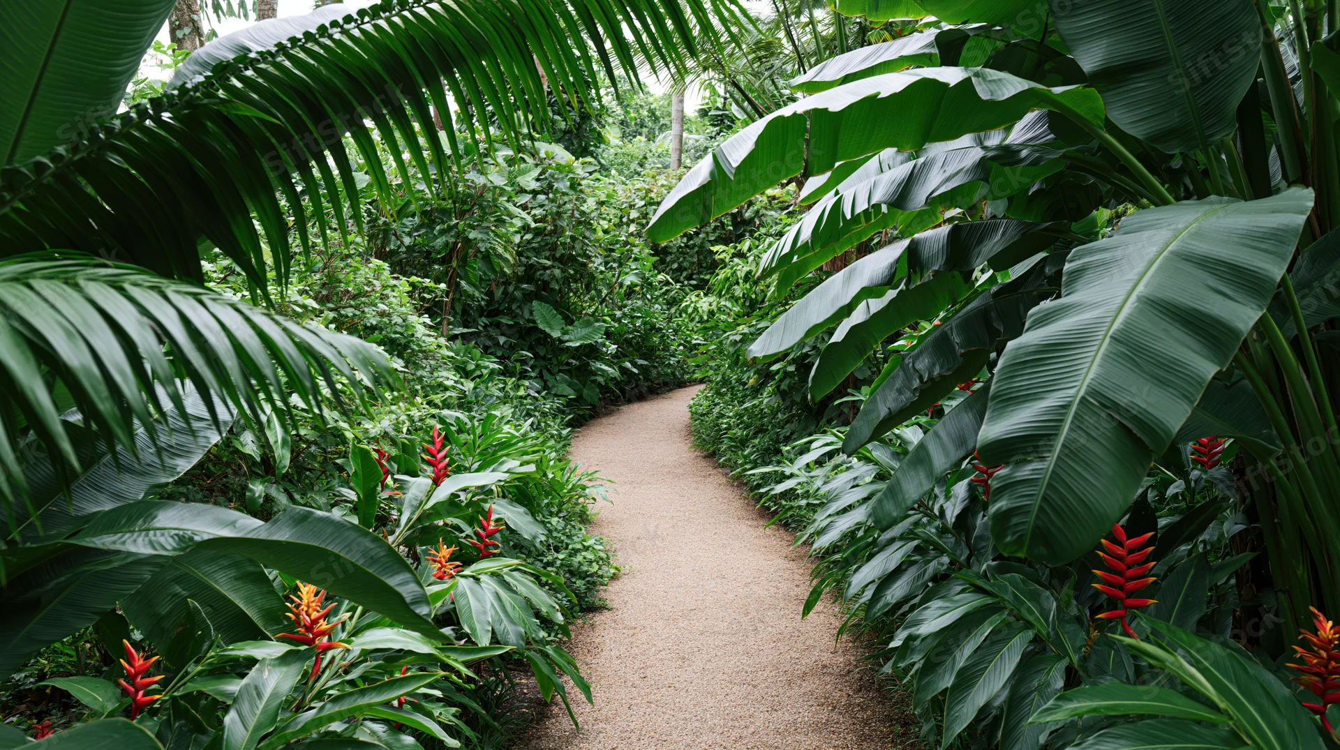 Winding gravel path through dense tropical foliage with banana plants and red heliconia flowers