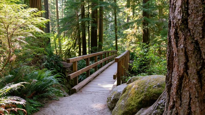 Wooden footbridge crossing a dirt trail in a redwood forest surrounded by ferns and moss-covered rocks