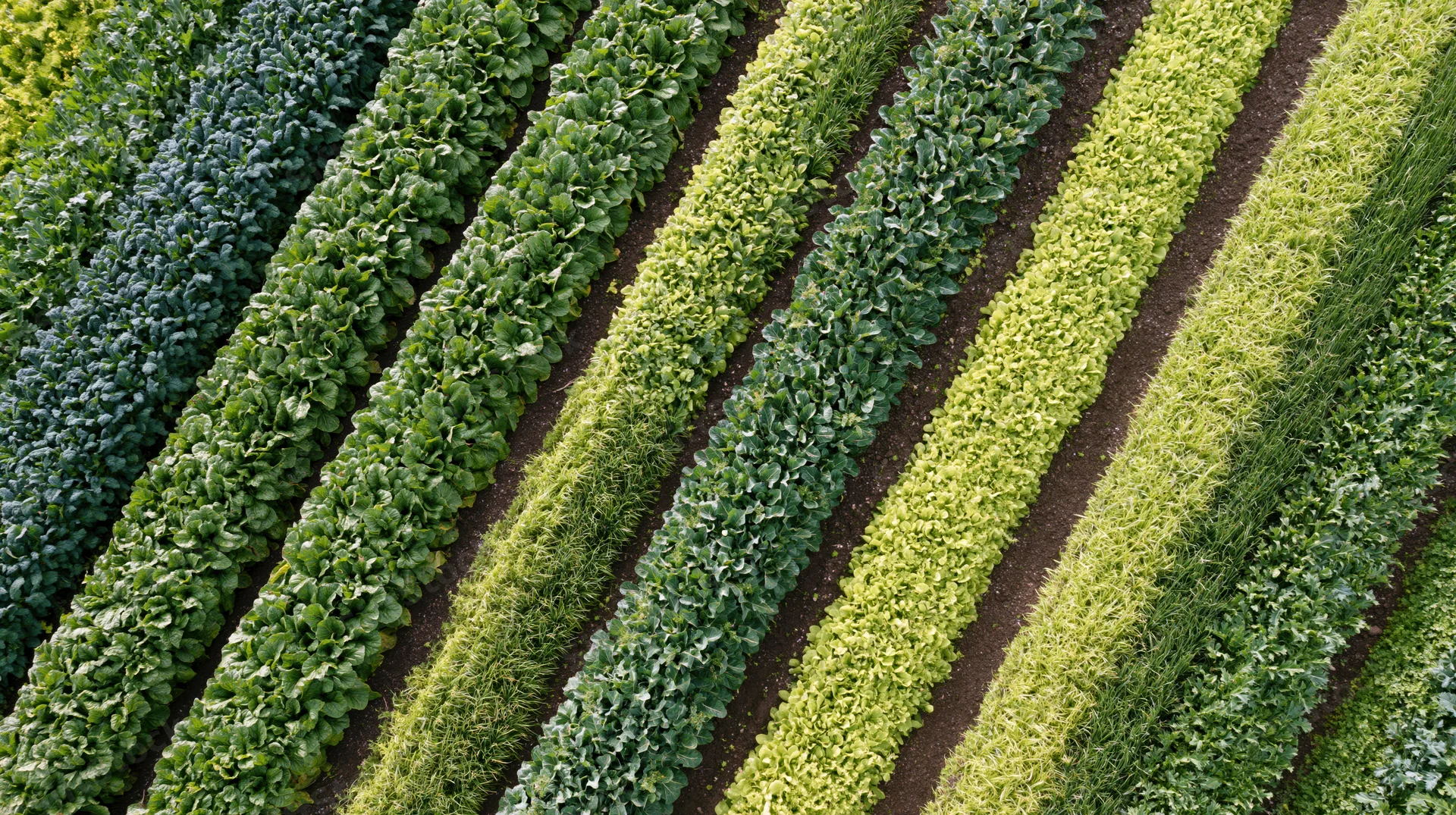 Aerial view of parallel rows of leafy green vegetables growing in a farm field