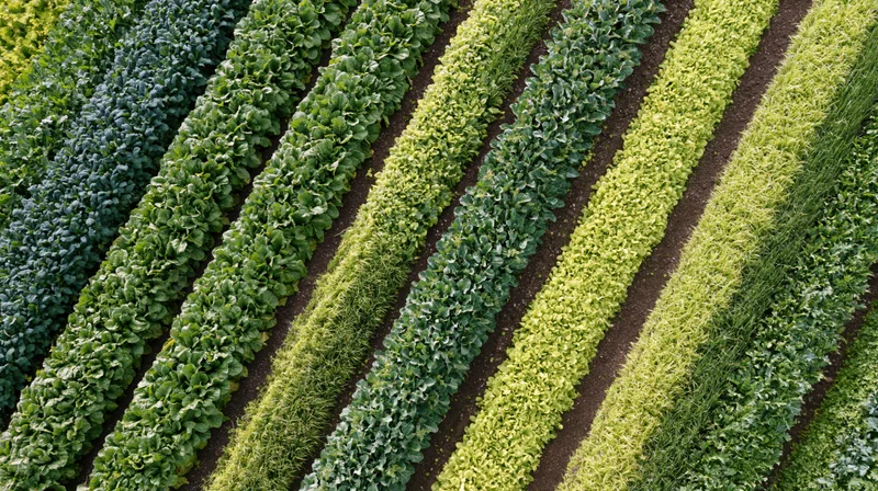 Aerial view of parallel rows of leafy green vegetables growing in a farm field