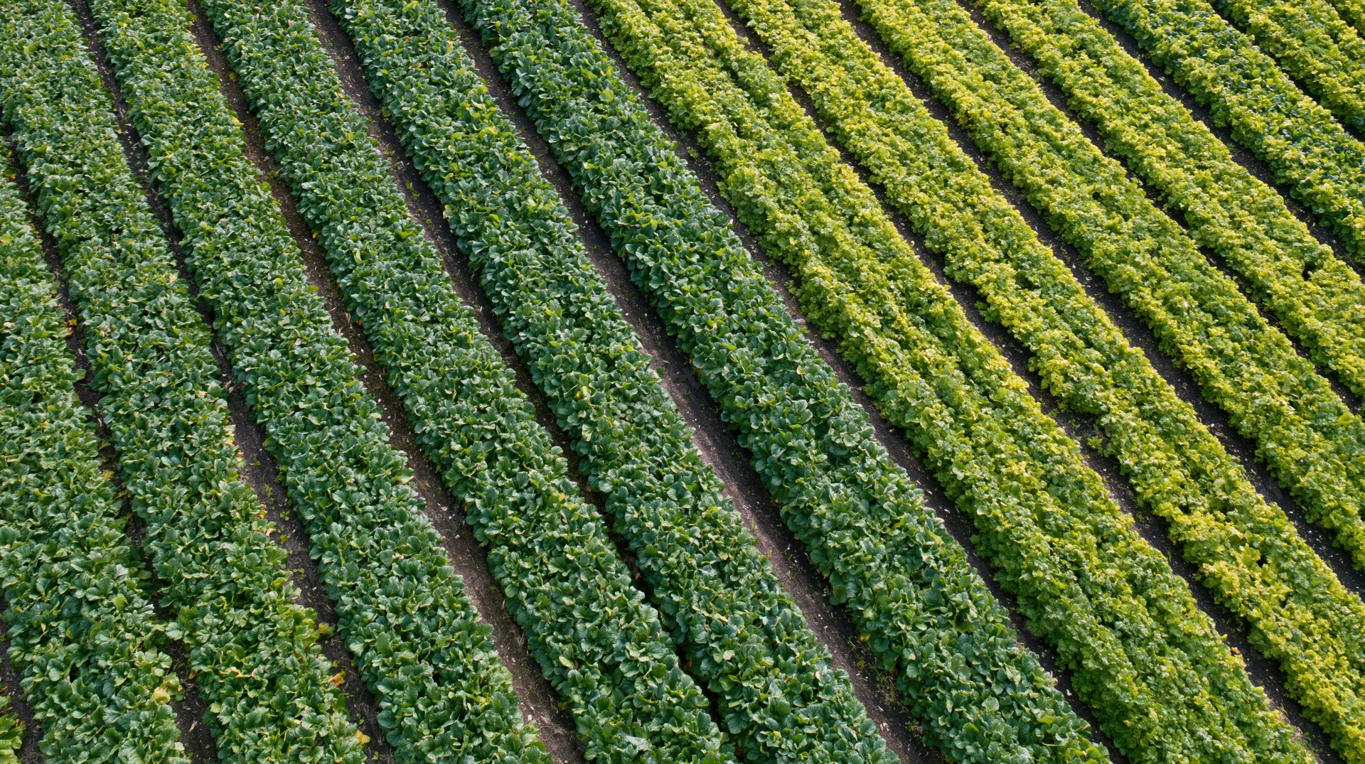 Aerial view of parallel rows of green lettuce growing in a farm field