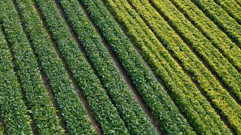 Aerial view of parallel rows of green lettuce growing in a farm field