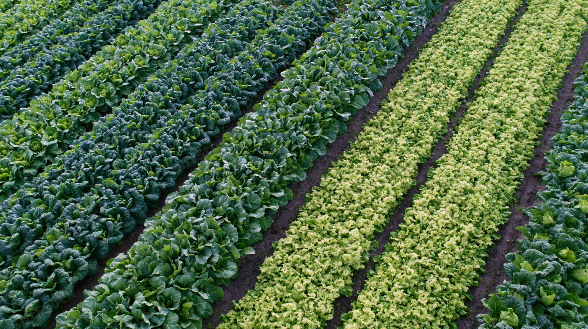 Aerial view of parallel rows of green leafy vegetables growing in a farm field