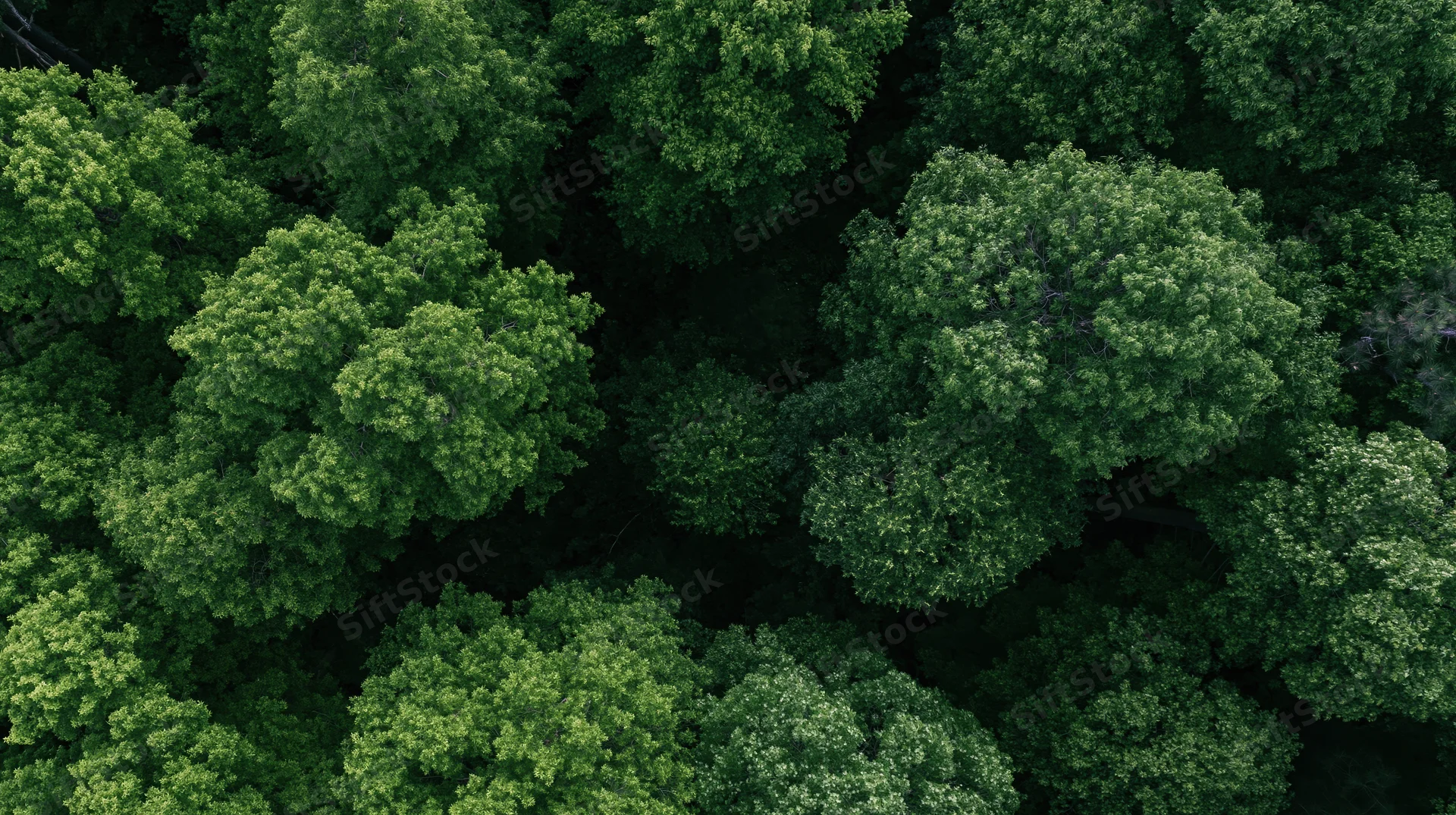 Aerial view of dense deciduous forest canopy from directly above