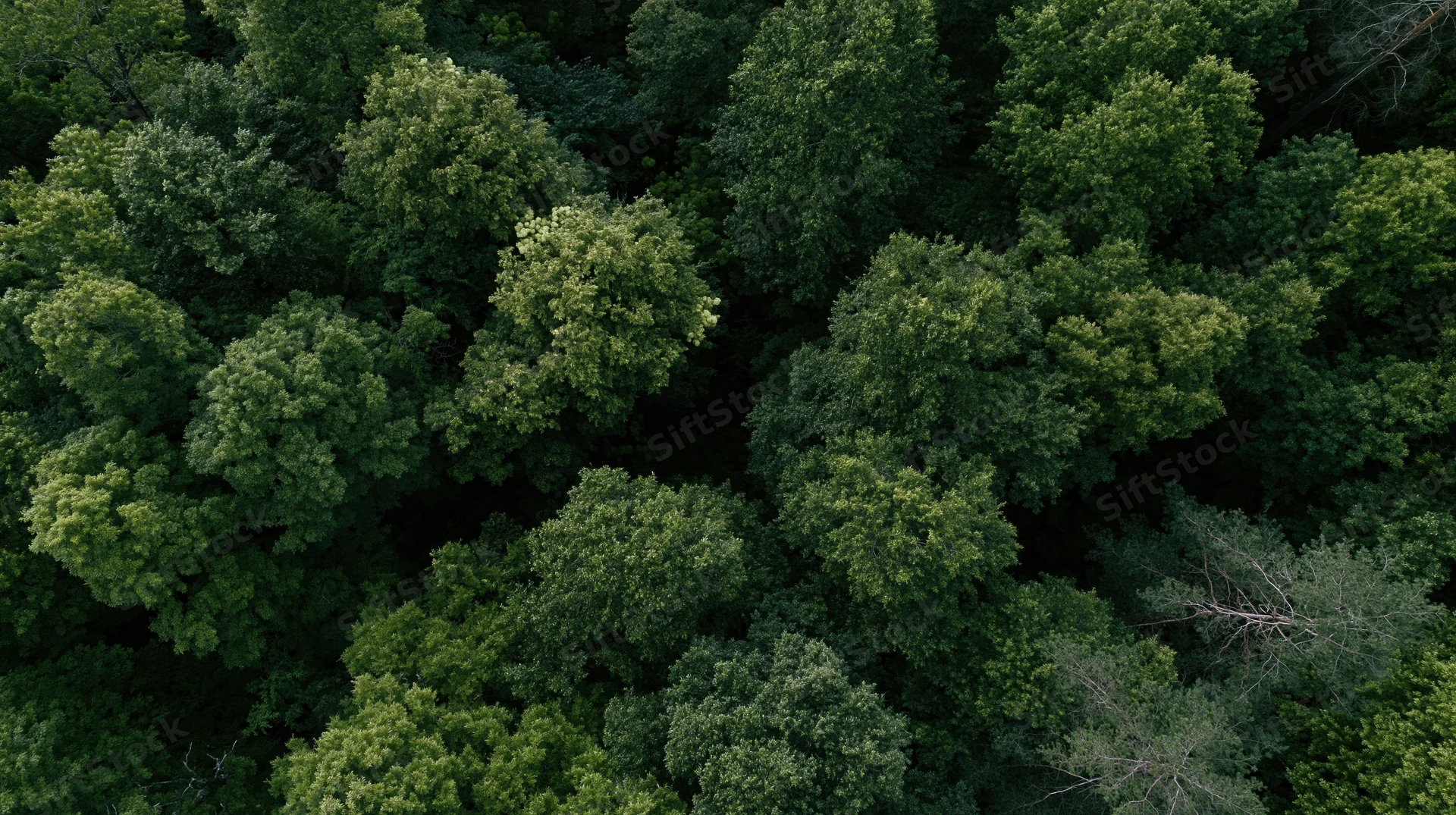 Aerial view of dense deciduous forest canopy from directly above
