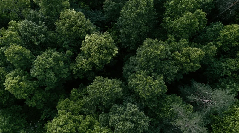 Aerial view of dense deciduous forest canopy from directly above