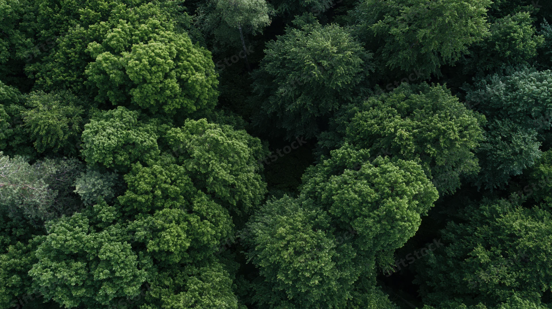 Aerial view of dense deciduous forest canopy from above