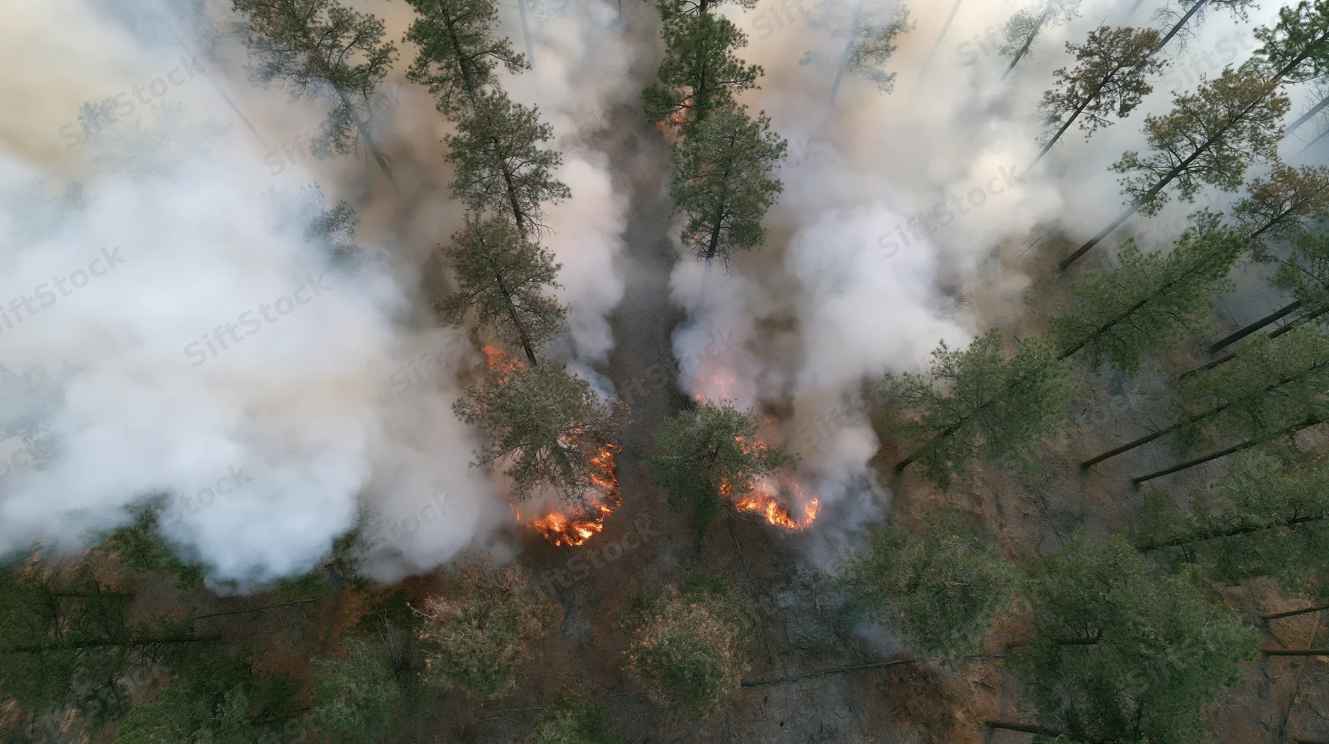 Aerial view of wildfire burning through forest canopy from directly above