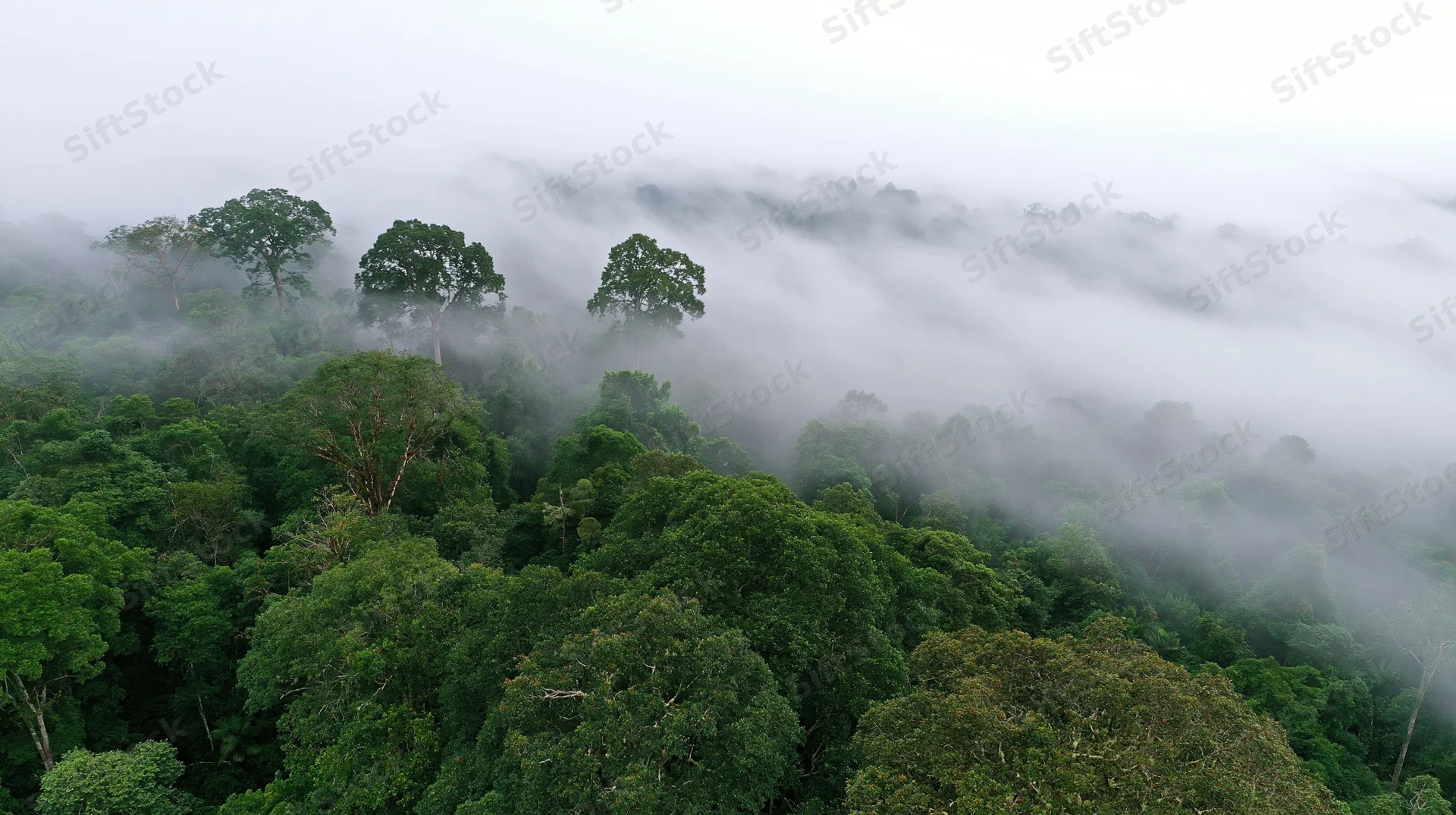 Aerial drone view of dense tropical forest canopy blanketed in mist