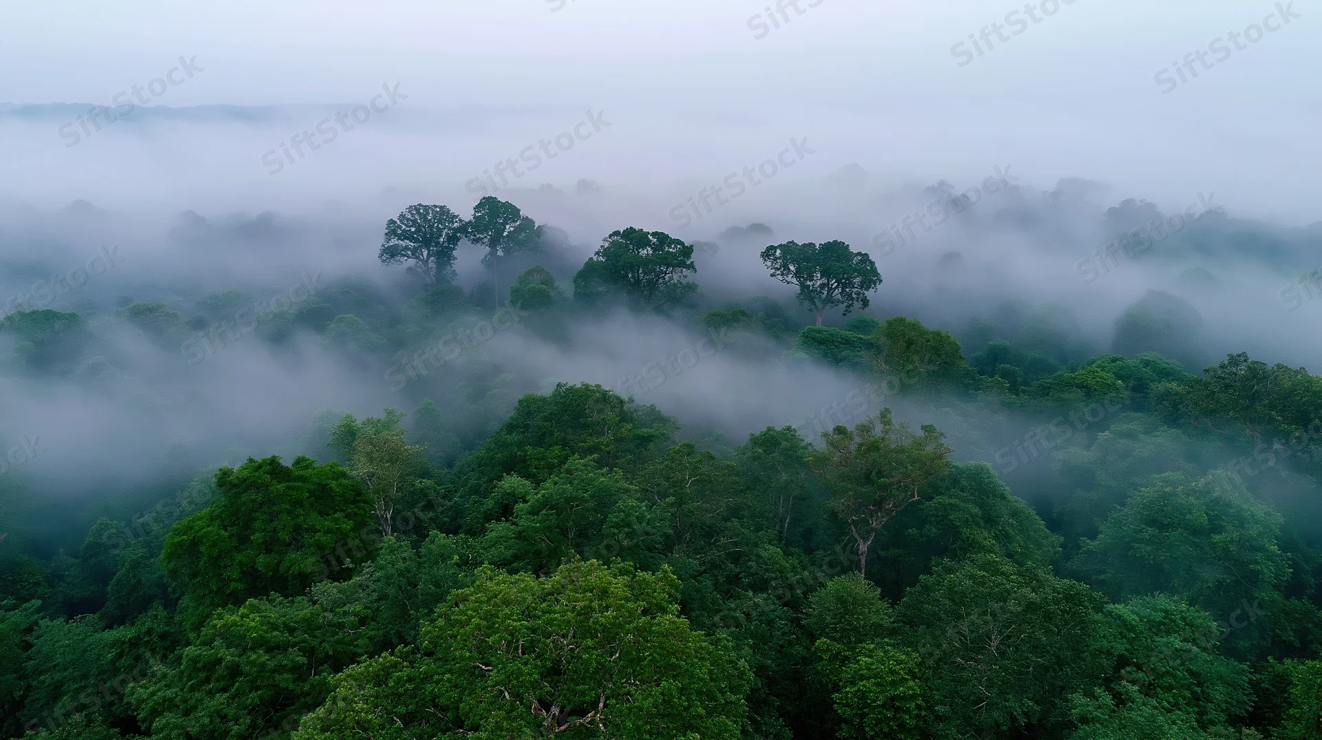 Aerial drone view of dense tropical forest canopy blanketed in mist at dawn