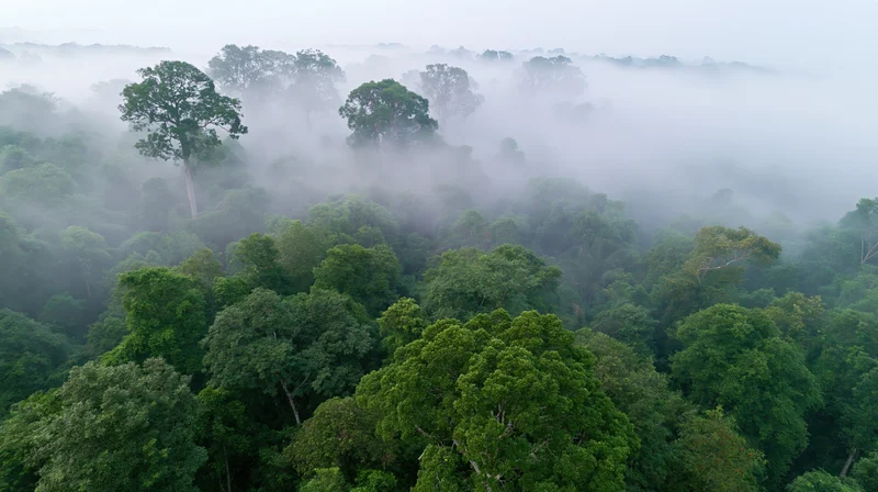 Aerial drone view of dense tropical forest canopy blanketed in mist