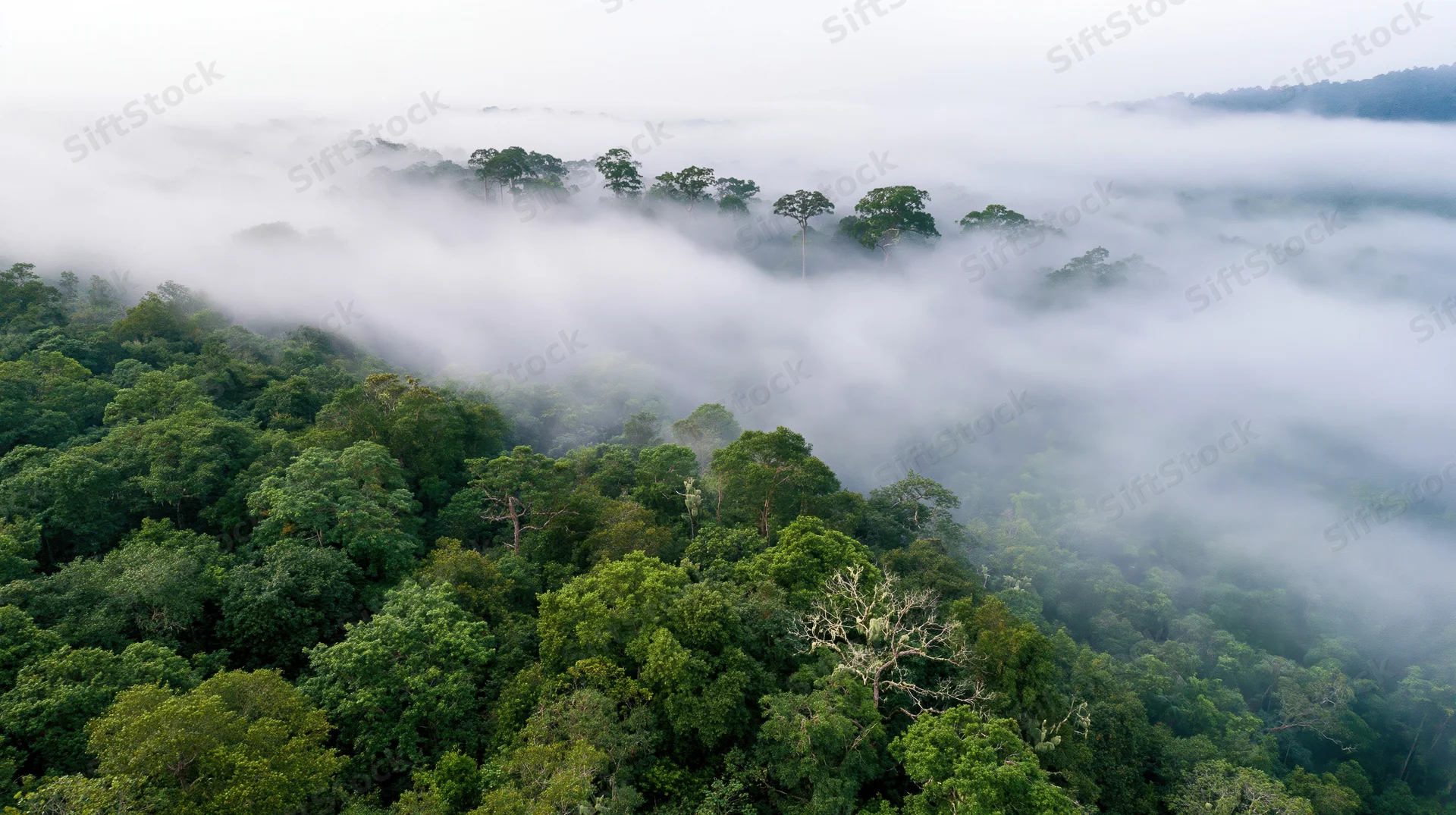 Aerial drone view of dense tropical forest canopy blanketed in mist