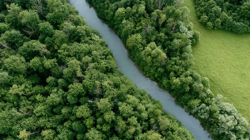 Aerial top-down view of a winding river flowing through dense green forest and adjacent meadow