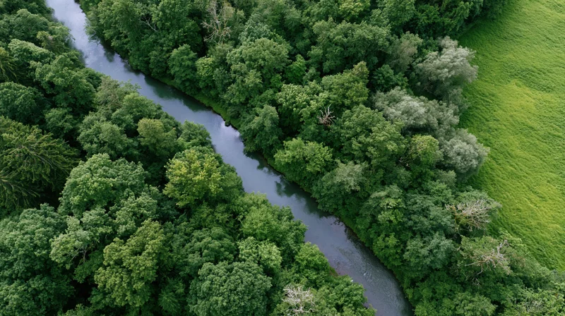Aerial view of a winding river through dense green forest and grassy meadow