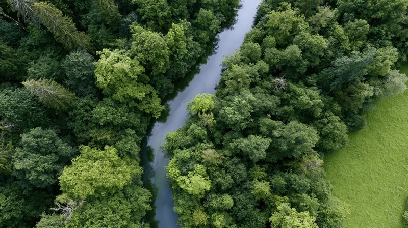 Aerial top-down view of a winding river flowing through dense green forest and grassy meadow