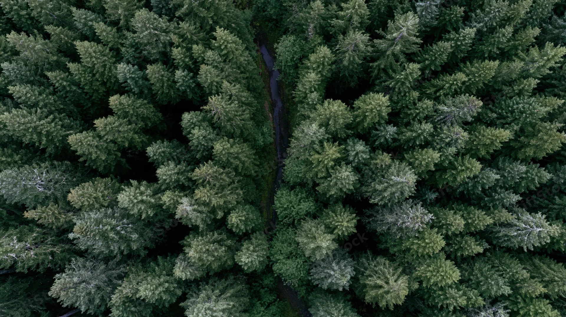 Aerial top-down view of dense coniferous forest with narrow river winding through the canopy