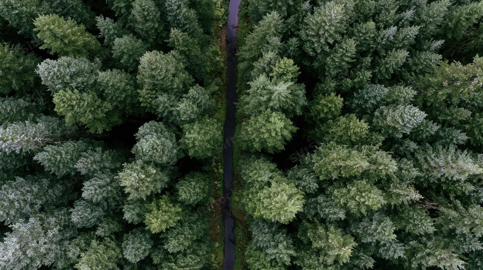 Aerial top-down view of dense forest canopy with narrow winding road through trees