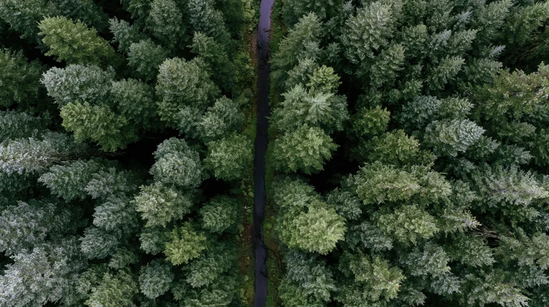 Aerial top-down view of dense forest canopy with narrow winding road through trees