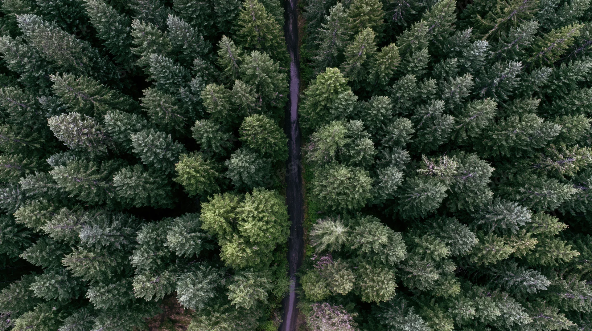 Aerial top-down view of dense coniferous forest with narrow winding path through the canopy