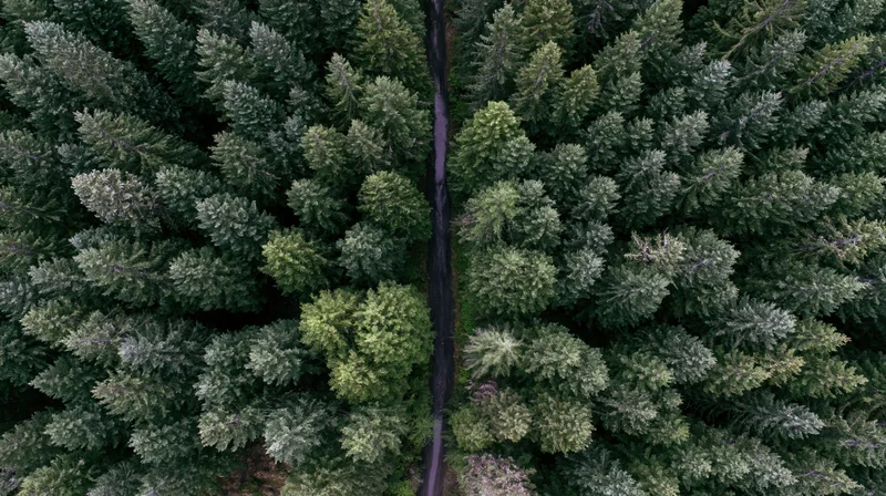 Aerial top-down view of dense coniferous forest with narrow winding path through the canopy