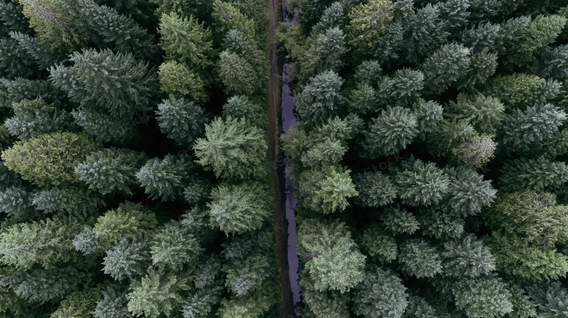Aerial top-down view of dense coniferous forest with narrow stream running through the canopy