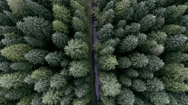 Aerial top-down view of dense coniferous forest with narrow stream running through the canopy