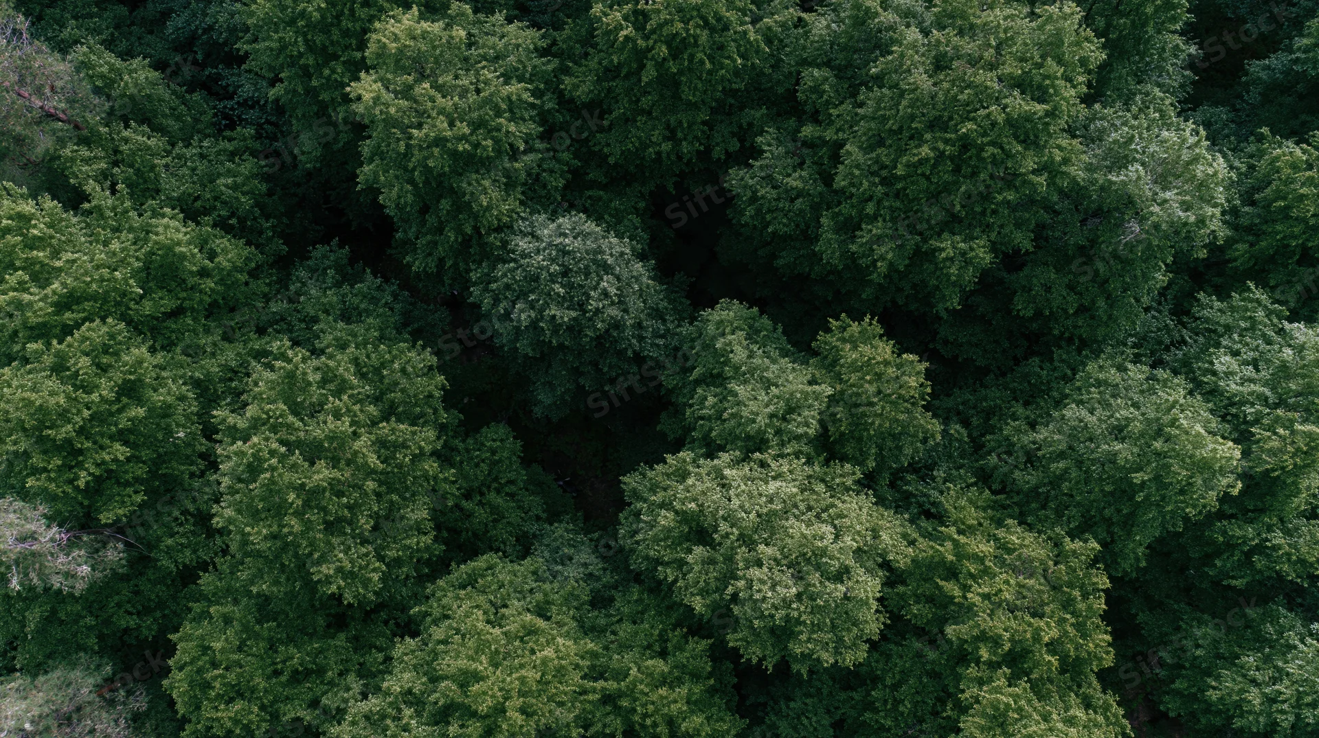 Aerial top-down view of dense forest canopy with lush green trees