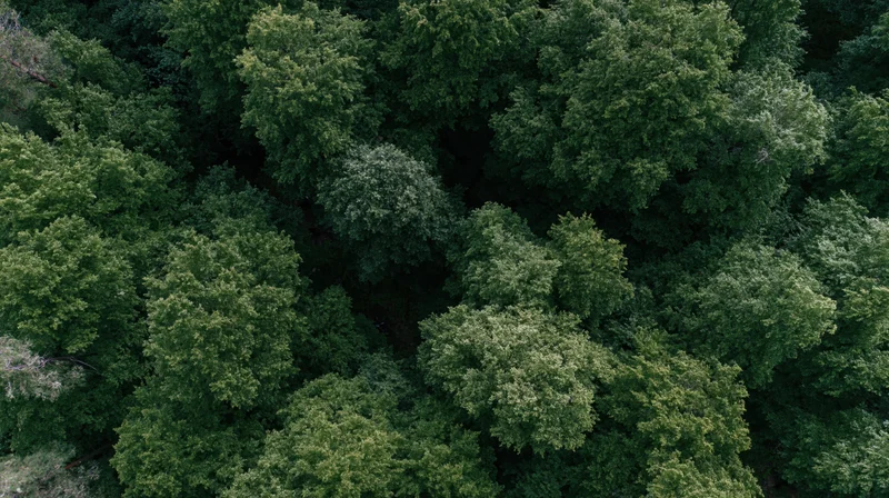 Aerial top-down view of dense forest canopy with lush green trees