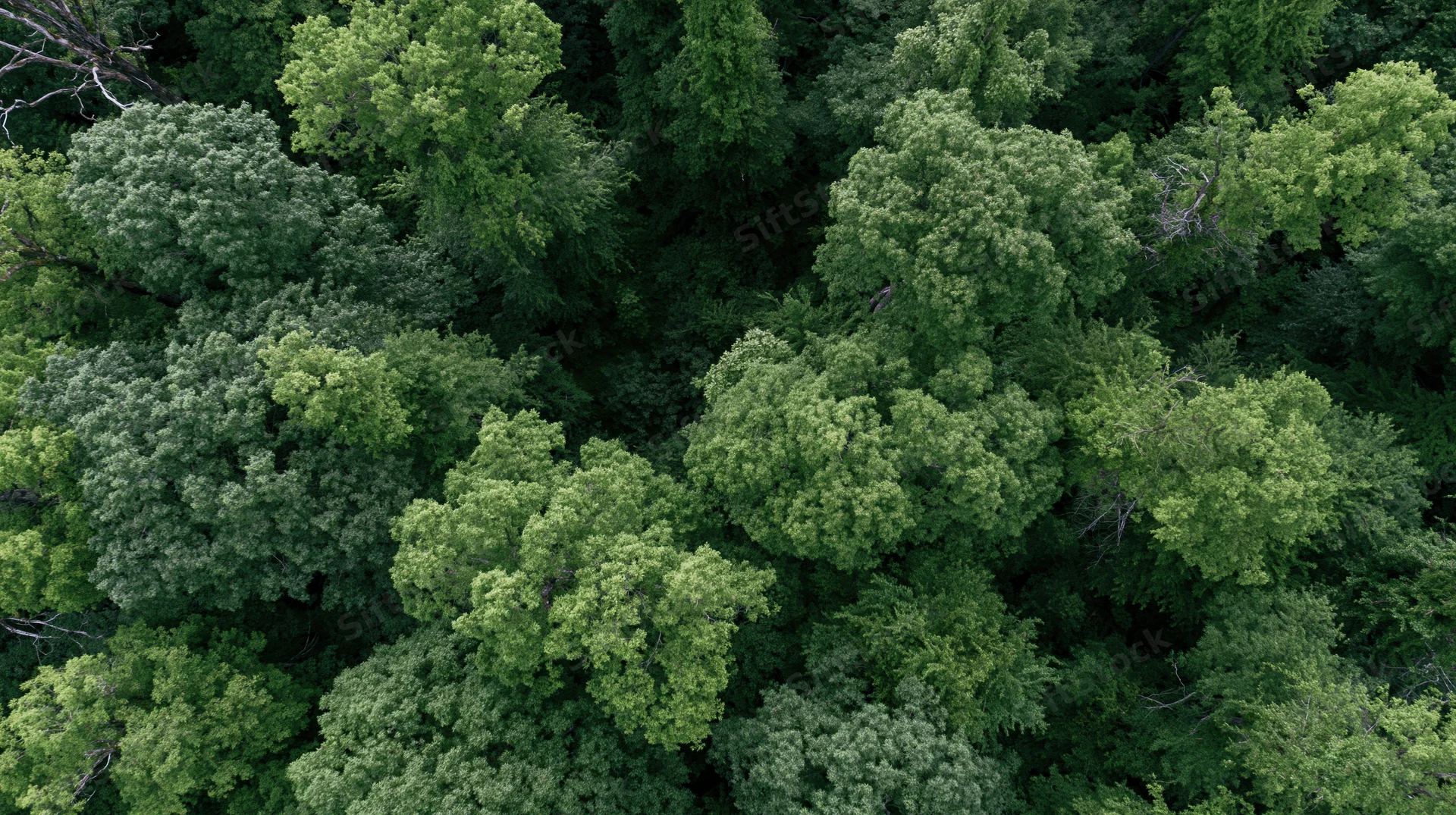Aerial top-down view of dense green forest canopy from above