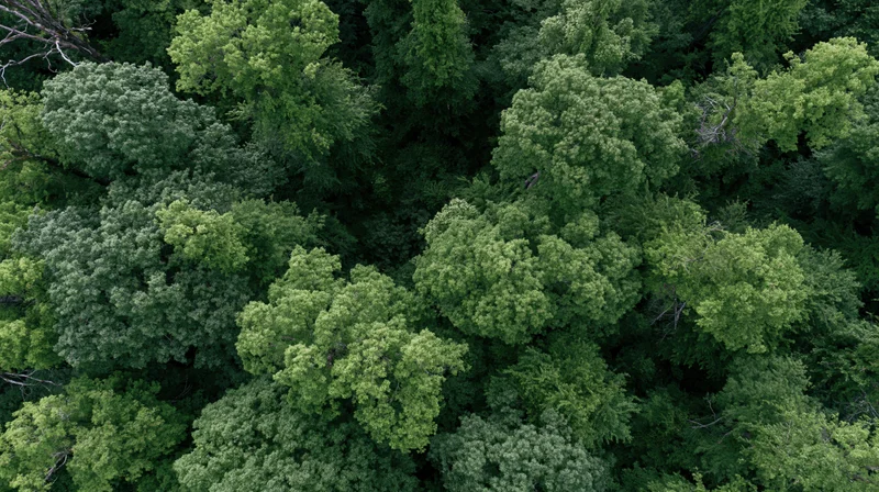 Aerial top-down view of dense green forest canopy from above
