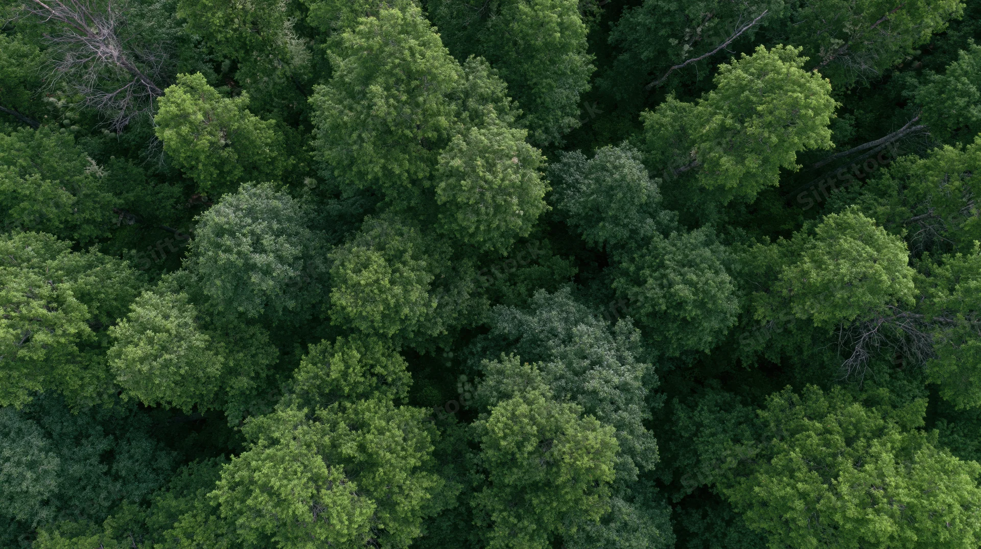 Aerial top-down view of dense forest canopy with lush green treetops